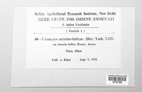 Uromyces setariae-italicae image